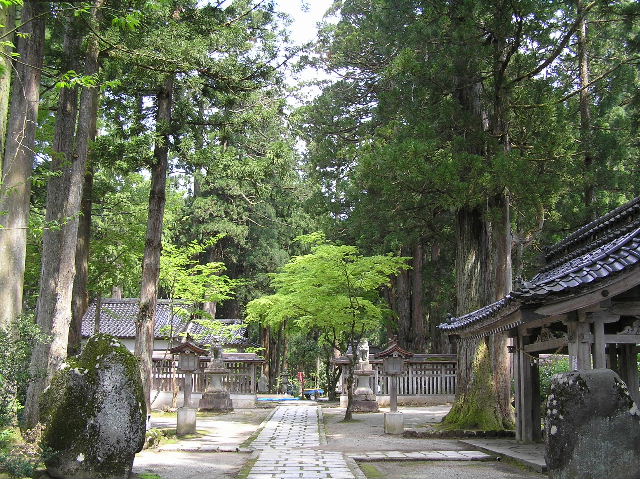 芦峅雄山神社境内杉林